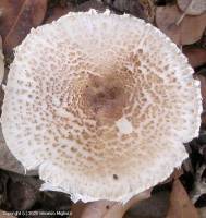Fiche de Lepiota subgracilis