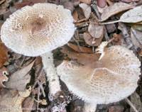 Fiche de Lepiota subgracilis