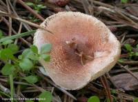 Fiche de Lepiota subincarnata