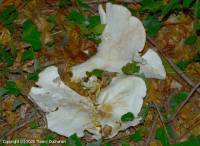 Fiche de Leucopaxillus giganteus