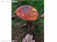 MycoDB Fiche de Neoboletus erythropus