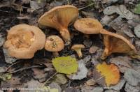 Fiche de Paxillus ammoniavirescens