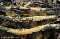 Fiche de Peniophora aurantiaca