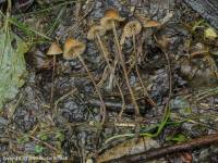 Fiche de Phloeomana atropapillata