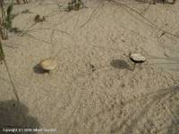 Fiche de Psathyrella ammophila