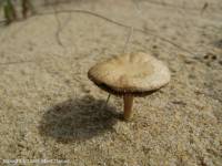 Fiche de Psathyrella ammophila
