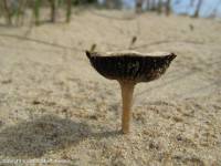Fiche de Psathyrella ammophila