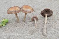 Fiche de Psathyrella ammophila