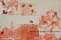 Fiche de Psathyrella ammophila