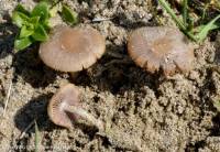 Fiche de Psathyrella ammophila
