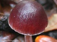 Fiche de Psathyrella bipellis