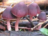 Fiche de Psathyrella bipellis