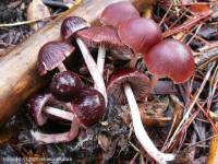 Fiche de Psathyrella bipellis