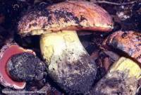 Fiche de Rubroboletus lupinus