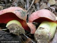 Fiche de Rubroboletus lupinus