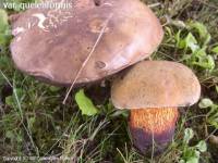 Mycodb Fiche De Suillellus Luridus