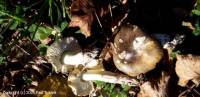 Fiche de Tricholoma sejunctum