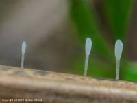 Fiche de Typhula quisquiliaris